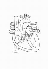 Heart Anatomical sketch template