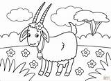 Coloring Goat Pages Goats Printable Animals Cartoon Drawing Supercoloring Categories sketch template