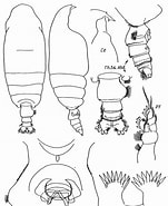 Afbeeldingsresultaten voor "pseudochirella Pacifica". Grootte: 151 x 185. Bron: copepodes.obs-banyuls.fr