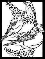 Birds Dover Coloring Glass Stained Pages Publications Bird Book Soffer Drawing Favorite Drawings Welcome Bluebird Eastern Adult Kids Ruth Books sketch template