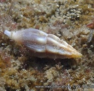 Image result for Haedropleura septangularis. Size: 190 x 185. Source: www.mer-littoral.org