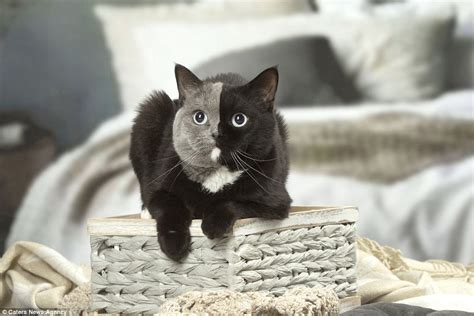 Cat With Two Faces Has An Even Split Of Grey And Black Fur Daily Mail