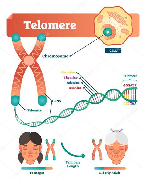 Ilustración Vectorial De Telómeros Esquema Educativo Y Médico Con