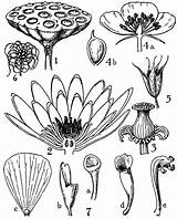 Nymphaeaceae Order Etc Clipart Large sketch template
