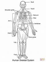 Esqueleto Scheletro Umano Skelett Stampare Szkielet Budowa Menschliches Rysunek Corpo Menschliche Ingles Czlowieka Anatomia sketch template