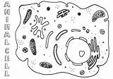 Bacterial sketch template