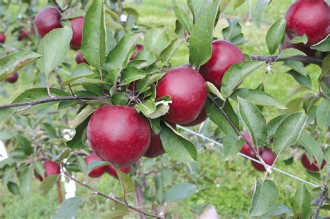 scientists trace red flesh genes good fruit grower