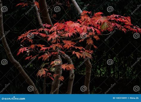 autumn japanese maple tree branch stock image image  background
