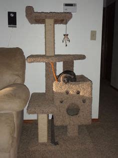 cat trees ideas crazy cats cats  kittens cats