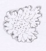 Lichen Lichens Sketch Introduction Placodioid Illustration sketch template