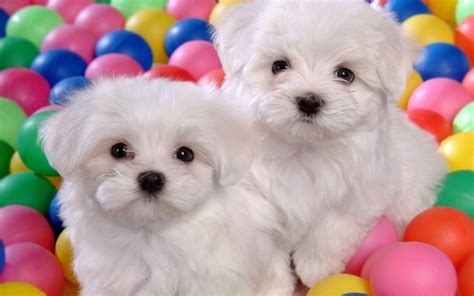 dogs  puppies funny puppies puppies world puppy cute puppies