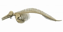 Afbeeldingsresultaten voor Dolfijn Skelet. Grootte: 206 x 106. Bron: www.cgtrader.com