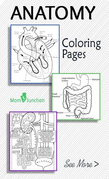 top  anatomy coloring pages   toddler anatomy coloring book