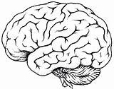 Cerebro Gehirn Mindset Pegatinas Clipartsign sketch template