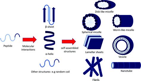 assembly  bioactive peptides peptide conjugates  peptide mimetic materials organic