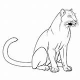 Panther Coloring Pages Florida Cougar Drawing Baby Panthers Printable Outline Gators Color Kids Carolina Getdrawings Simple Painting Getcolorings Vector Pink sketch template