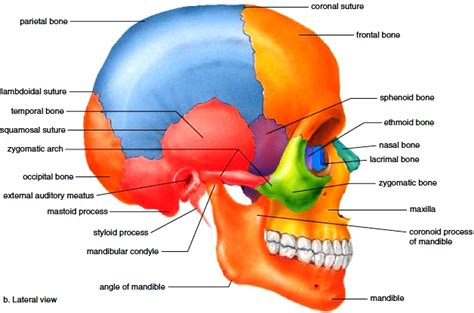 axial skeleton skull bones   cranium bones   face hyoid bone