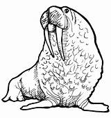 Walrus Coloring Drawing Clipart Face Cliparts Pages Clip Drawings Getcolorings Color Library Favorites sketch template