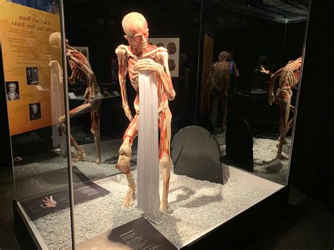 To Do Today See Inside The Human Body At The Museum Of Sciences Body