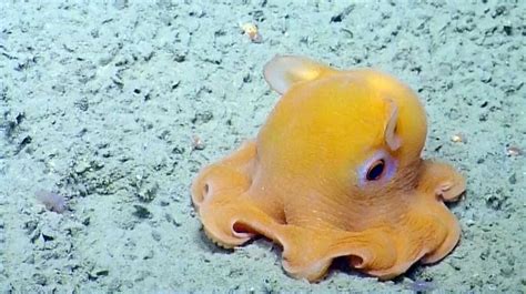 Mission Blue On Instagram “dumbo Octopus Grimpoteuthis Spp Are A