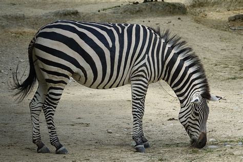 hd wallpaper zebra eating grass africa safari national park wild