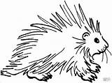 Porcupines Realistic Coloringbay sketch template