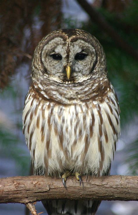 eastern barred owl photograph  gregory schultz