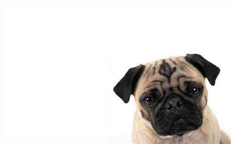 pug wallpapers wallpaper cave