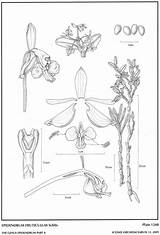 Andean 1921 Schltr Epidendrum Subgroup Group sketch template