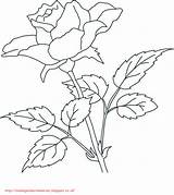 Bunga Mawar Mewarnai Paud Getcolorings Jiwa Meningkatkan Kreatifitas Bermanfaat Semoga sketch template