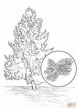 Sitka Fichte Ausmalbild Spruce Coloring Kategorien sketch template