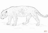 Jaguar Coloring Pages Drawing Printable Getdrawings Simple Categories sketch template
