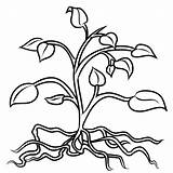 Roots Plant Coloring Pages Clipart Plants Clip Drawing Flower Tomato Tree Colouring Flowers Cliparts Trees Leaves Stem Root Drawings Printable sketch template