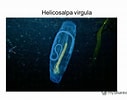 Afbeeldingsresultaten voor "helicosalpa Virgula". Grootte: 127 x 100. Bron: www.myshared.ru