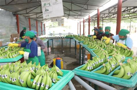 exportaciones peruanas de banano organico alcanzaron los