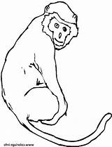 Guenon Singe Queue sketch template
