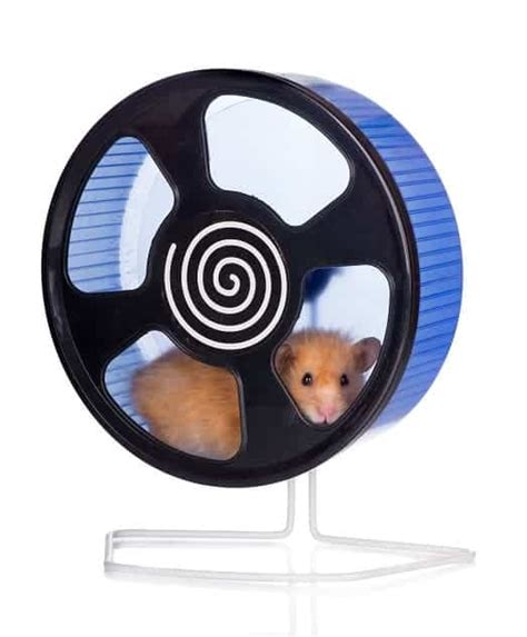 Why Do Hamsters Run On Wheels 2 Reasons For This Behavior Celtic