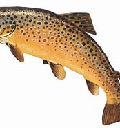 Afbeeldingsresultaten voor trutta trout. Grootte: 174 x 185. Bron: www.flickr.com