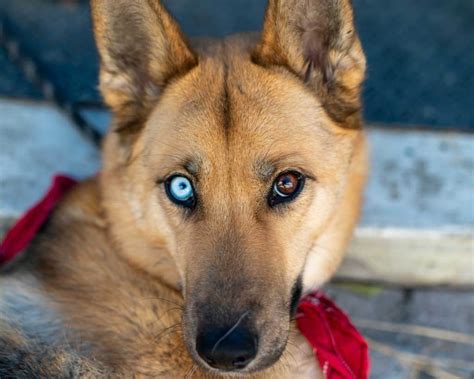 german shepherd husky mix breed information guide  dog advisor