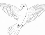 Parrot Coloring Pages Flying Bird Line Printable Kids Drawing Getcolorings Getdrawings Color Animalplace sketch template