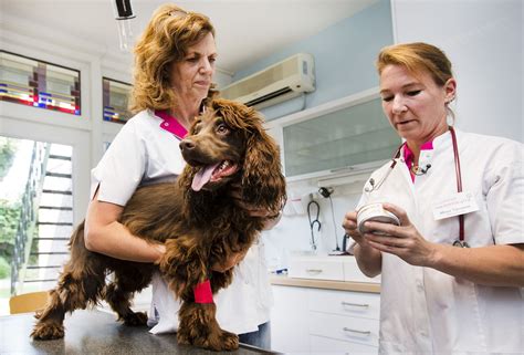 dit zijn de beste dierenartsen  nijmegen volgens jullie indebuurt nijmegen