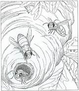 Kleurplaat Wespen Natuur Wesp Ums Rund Rondom Bijen Ausmalbild Volwassenen Malvorlage Jij Weet Vinden sketch template