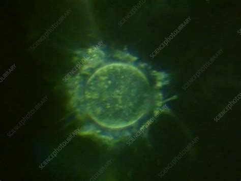 sperm fertilising ovum light microscopy stock video clip k005 7957