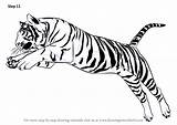 Jumping Cats Tigers Drawingtutorials101 Pencil sketch template