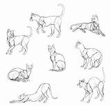 Draw Cats Cat Drawing Anatomy Monika Zagrobelna Reference Tutorial Realistic Sketches Drawings Sketchbook Approach Detailed Basic Body Sketch Pose Original sketch template
