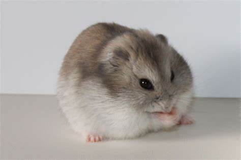 winter white hamster types care  food listing goodmorning