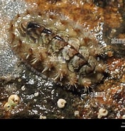 Afbeeldingsresultaten voor "acanthochitona Fascicularis". Grootte: 176 x 185. Bron: www.alamy.com