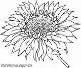 Coloring Pages Flower Sunflower Color Flowers Sunflowers Clipart Adults Sheets Sheet Sun Template Fall Advanced Print Printable Clipground Adult Drawing sketch template