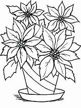 Poinsettia Flower Coloring Pages Christmas Color Printable Sheet Drawing Getcolorings Print Clipartmag Getdrawings sketch template