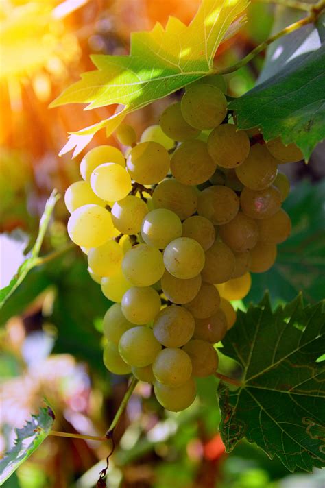 images gratuites blanc les raisins grain de raisin vignoble du vin vert mur fruit
